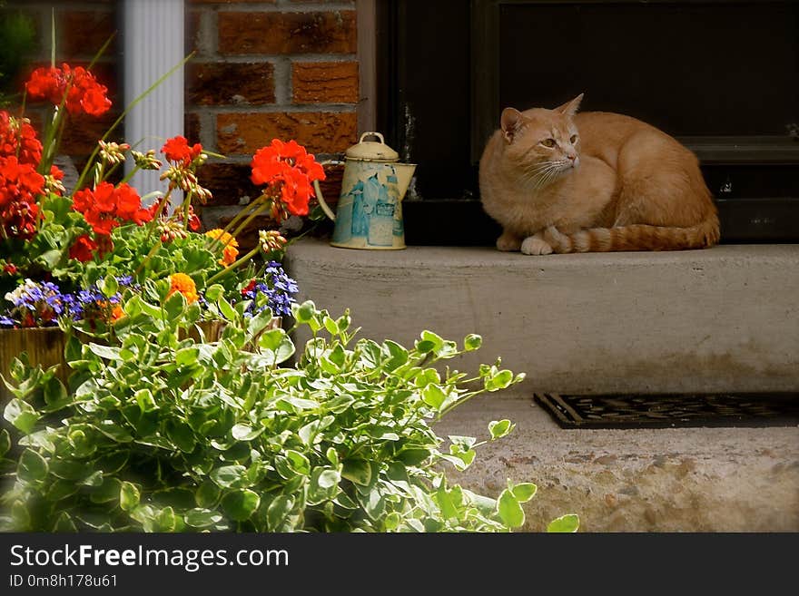 Cat, Plant, Flower, Small To Medium Sized Cats