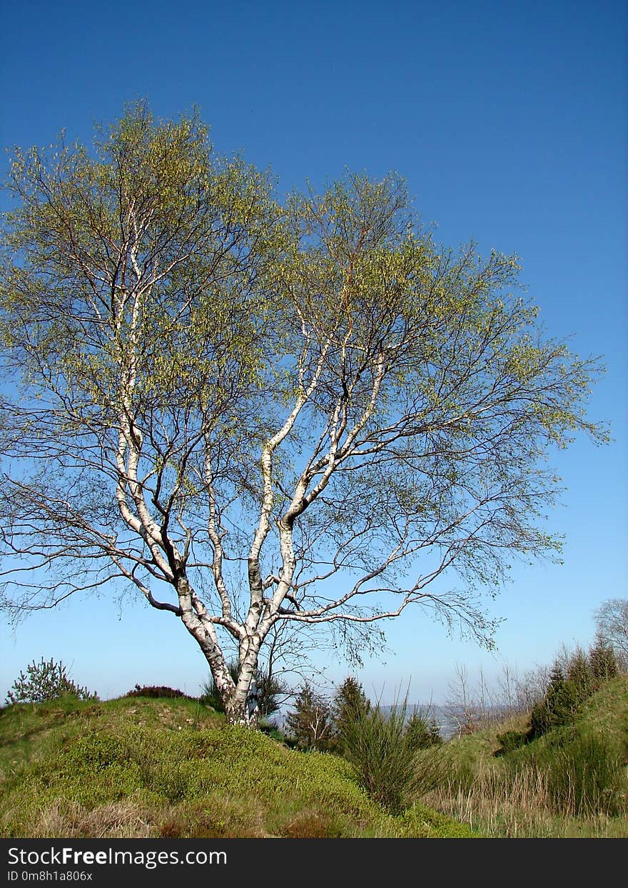 Tree, Sky, Woody Plant, Ecosystem