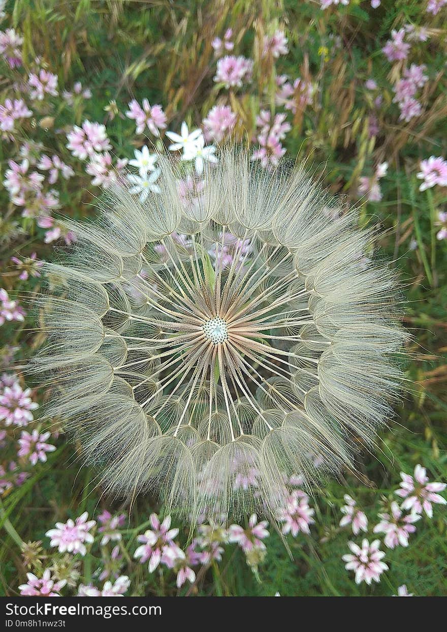 Plant, Flora, Flower, Flowering Plant