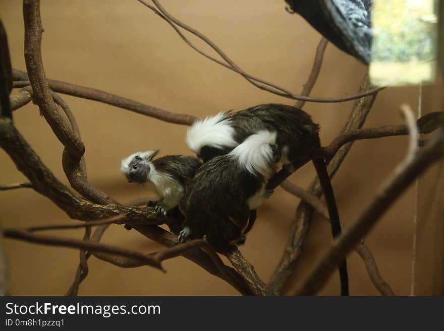 Fauna, New World Monkey, Wildlife, Beak