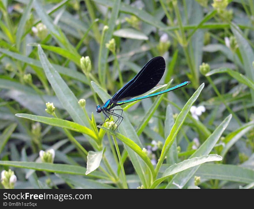 Insect, Invertebrate, Dragonflies And Damseflies, Dragonfly