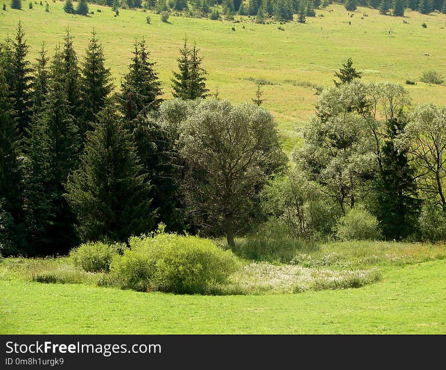 Grassland, Vegetation, Ecosystem, Pasture