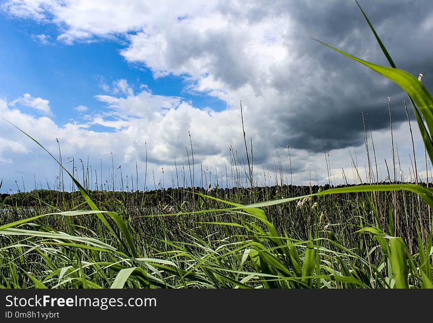 Sky, Ecosystem, Cloud, Grass