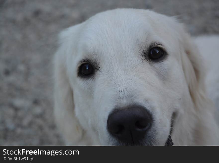 Dog, White, Dog Like Mammal, Dog Breed