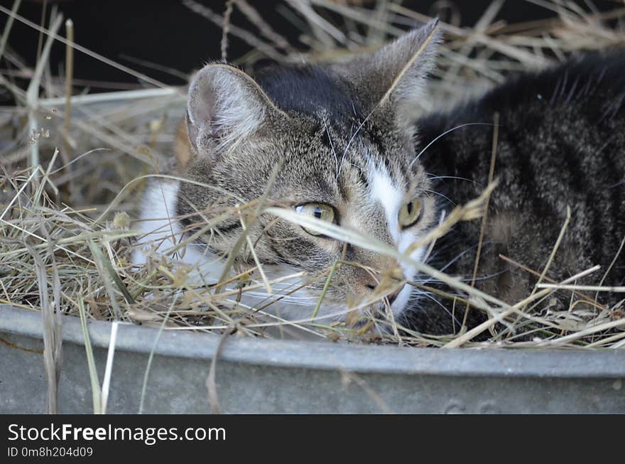 Cat, Fauna, Whiskers, Small To Medium Sized Cats