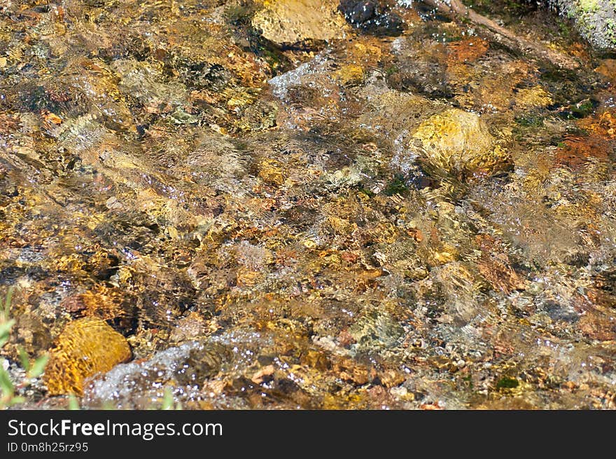 Rock, Seaweed, Water, Reef