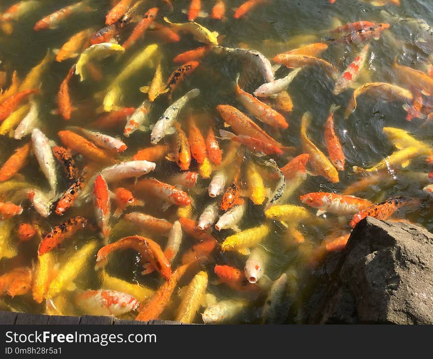 Koi, Fish Pond, Fish, Pond