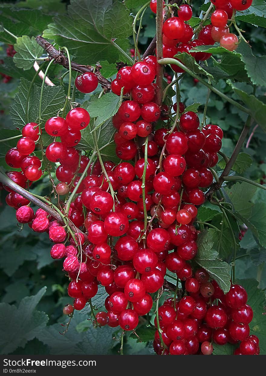 Berry, Fruit, Currant, Plant