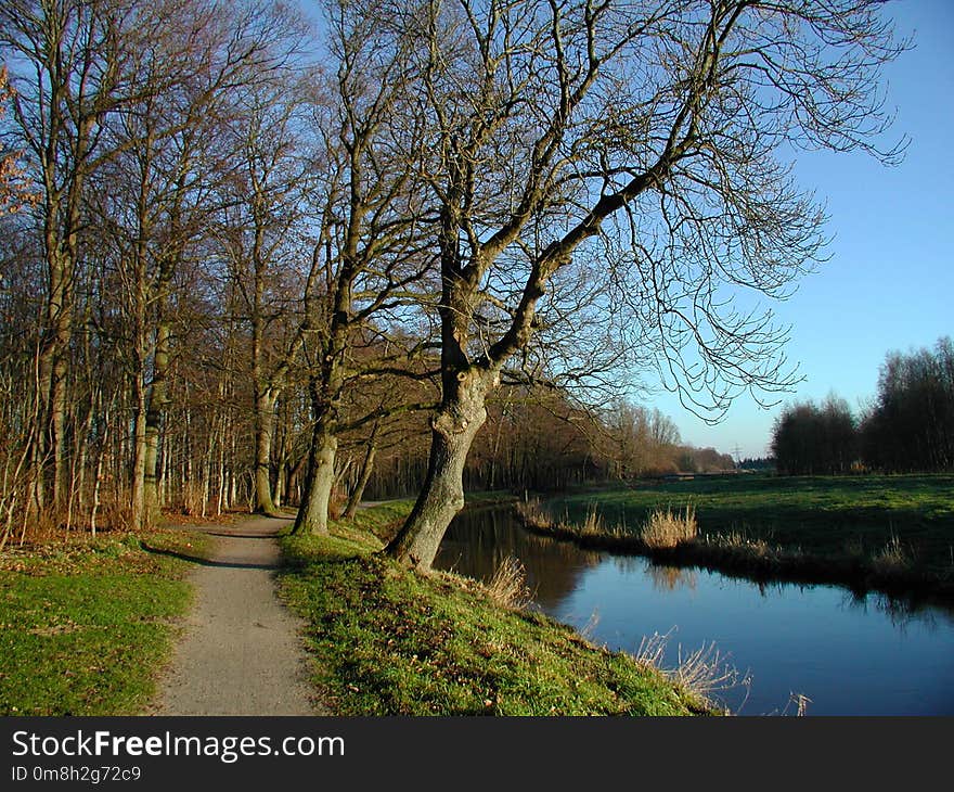 Tree, Waterway, Water, Nature