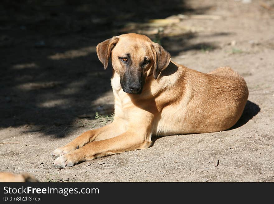 Dog, Dog Breed, Dog Like Mammal, Broholmer