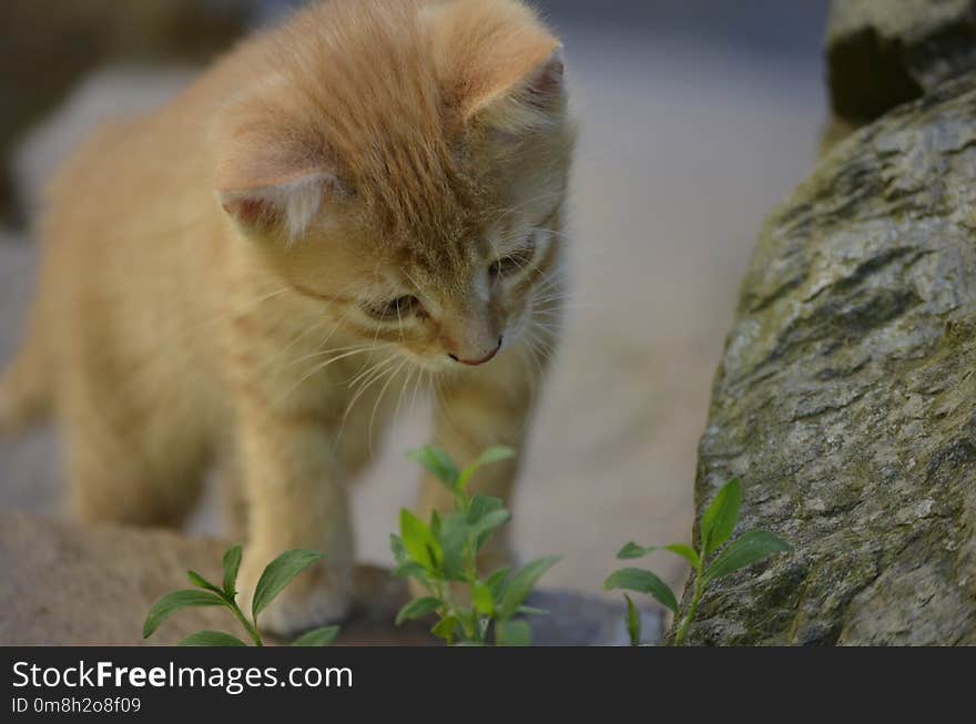 Cat, Whiskers, Fauna, Small To Medium Sized Cats