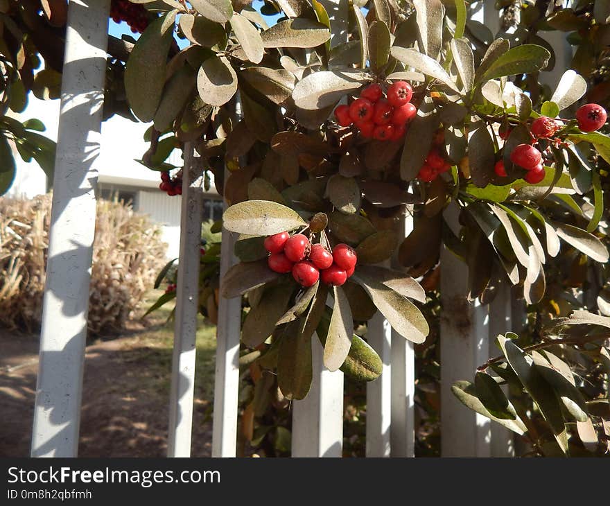 Plant, Fruit, Tree, Produce