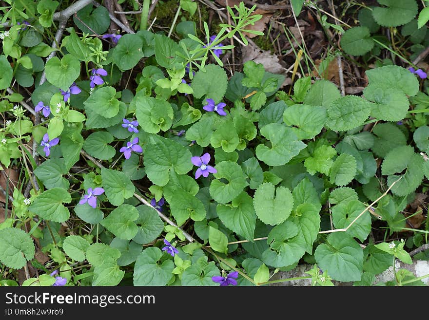 Plant, Flower, Flora, Herb