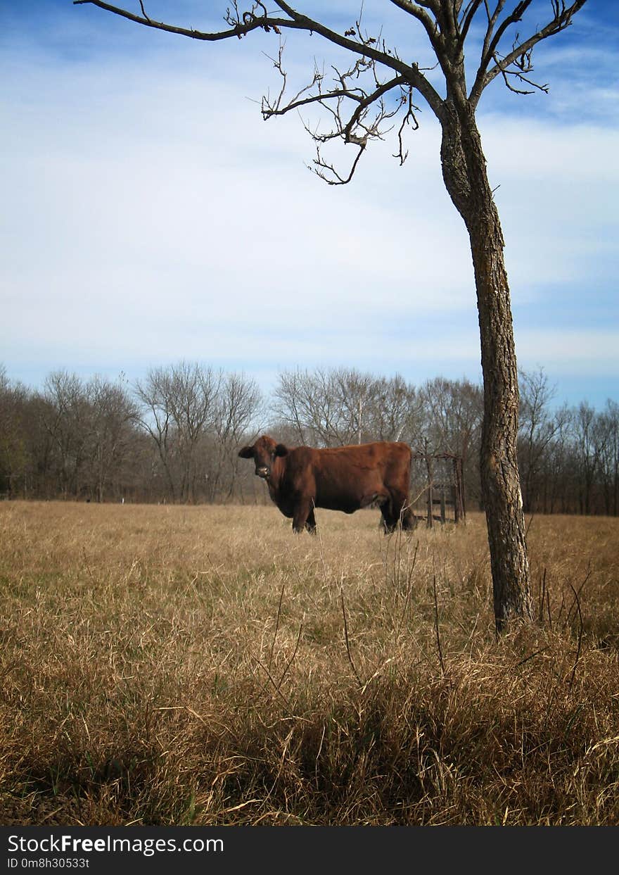 Cattle Like Mammal, Tree, Grassland, Prairie