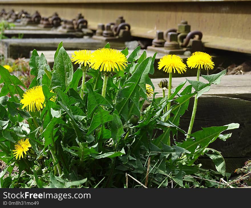 Flower, Plant, Yellow, Flora