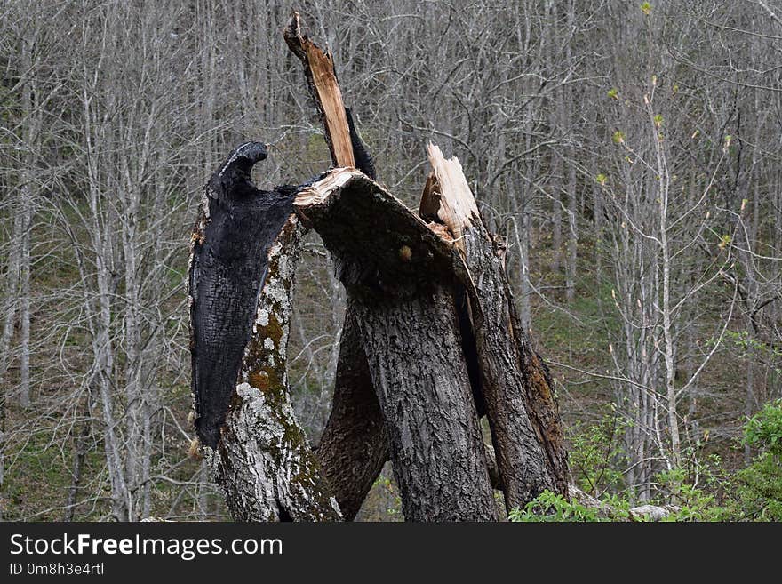 Tree, Trunk, Wood, Woodland