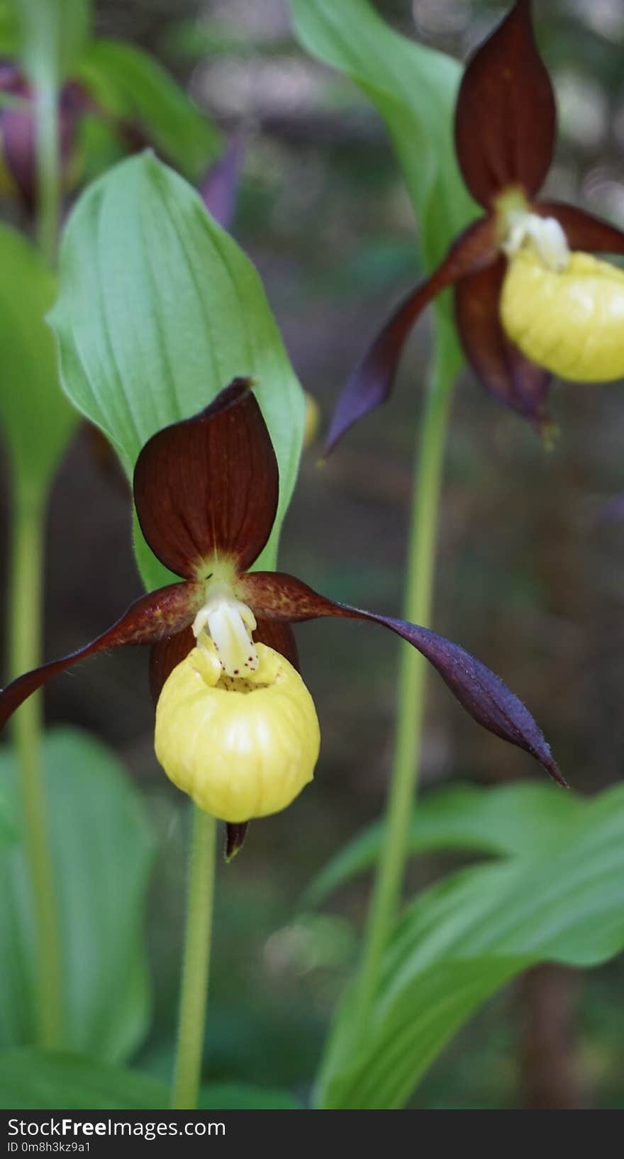 Flower, Plant, Cypripedium, Flowering Plant