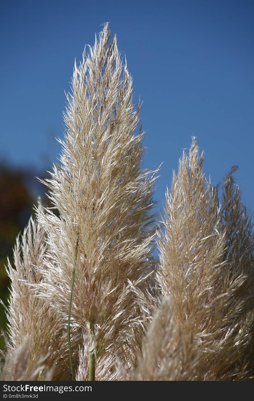 Sky, Grass Family, Phragmites, Plant