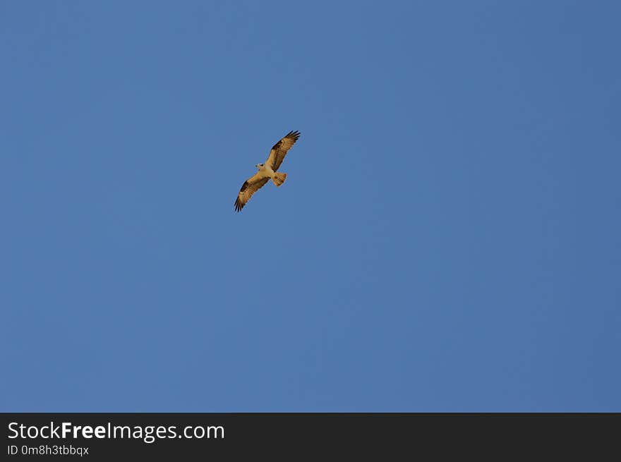 Sky, Bird, Flight, Bird Of Prey