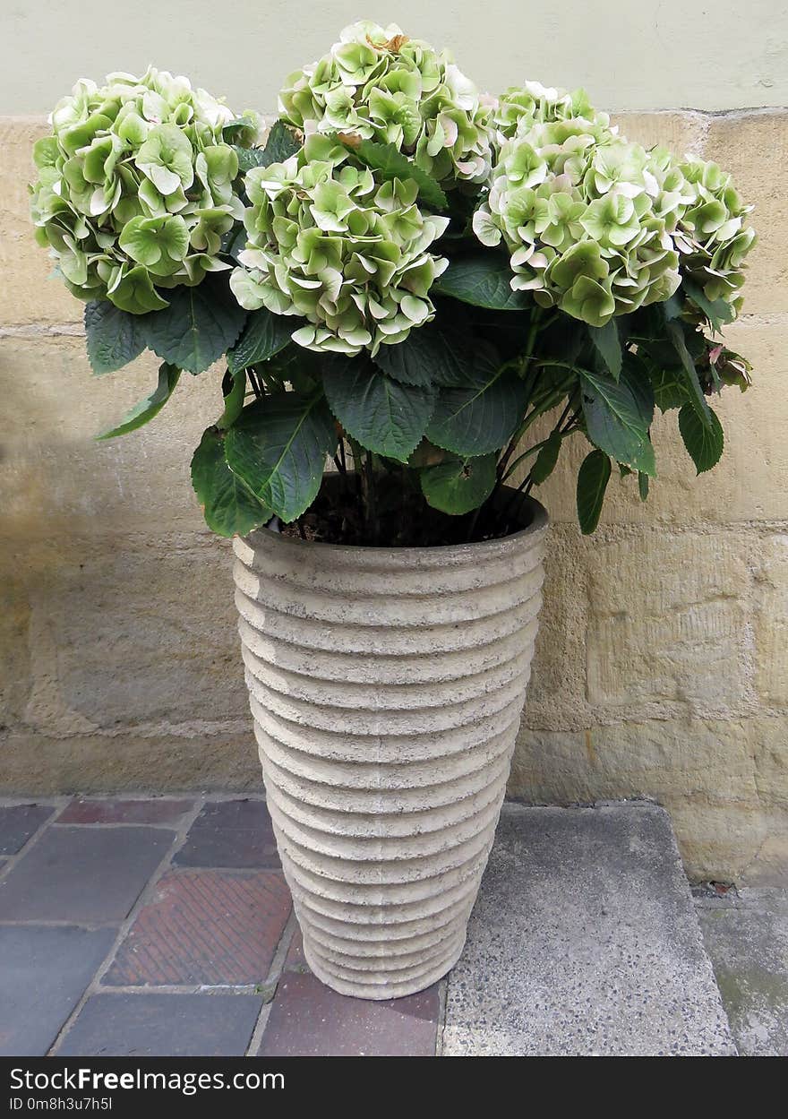 Plant, Flower, Flowering Plant, Flowerpot