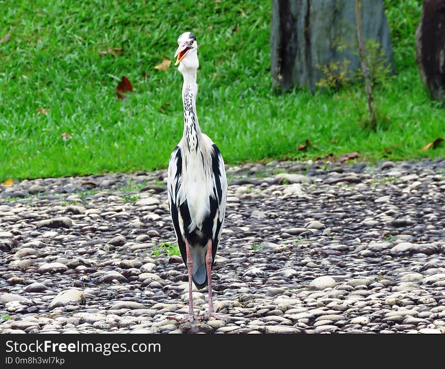 Bird, Fauna, Nature Reserve, Beak