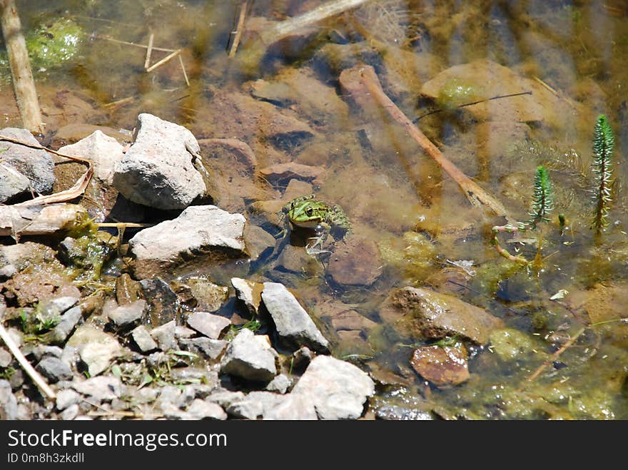 Water, Fauna, Rock, Stream