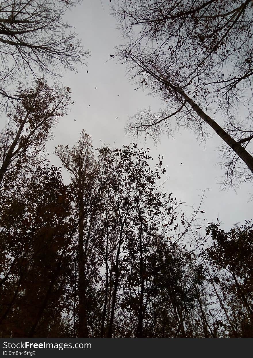 Sky, Tree, Branch, Nature