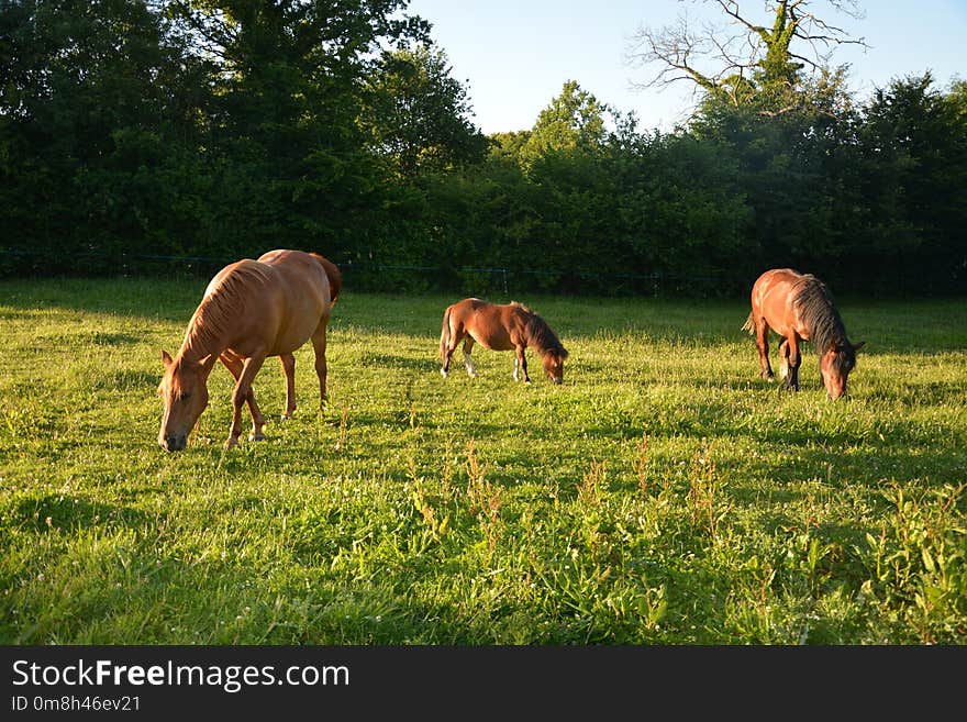 Pasture, Grassland, Grazing, Ecosystem