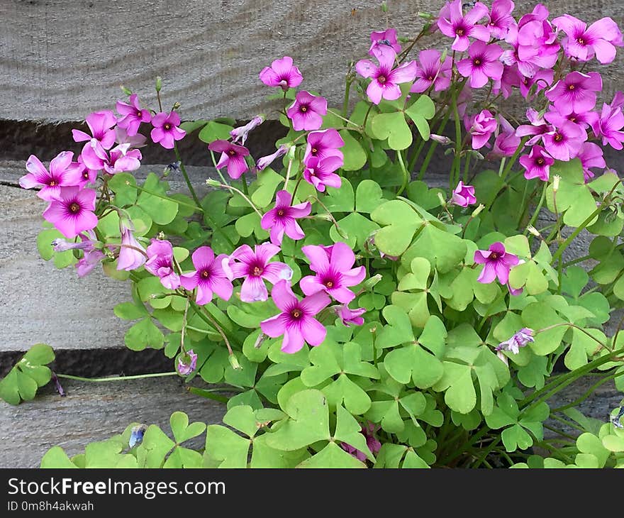 Flower, Plant, Flora, Flowering Plant