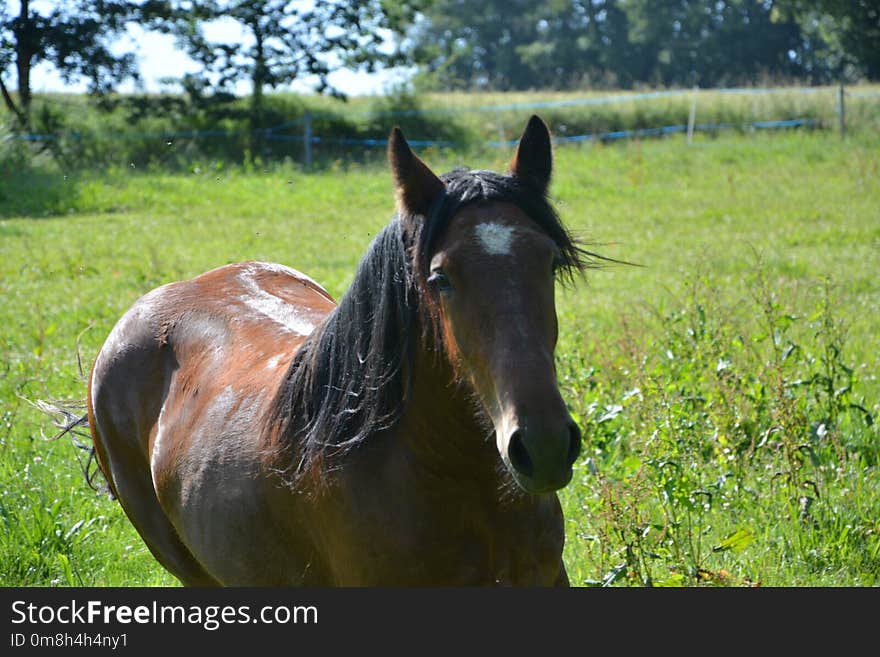 Horse, Pasture, Mane, Bridle