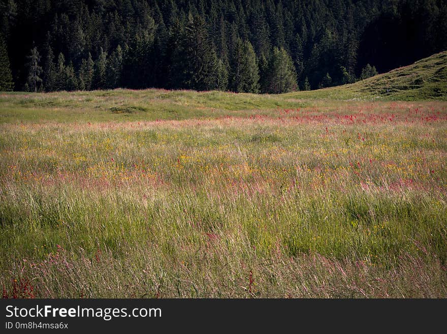 Grassland, Ecosystem, Vegetation, Meadow