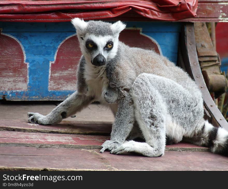 Mammal, Lemur, Fauna, Primate
