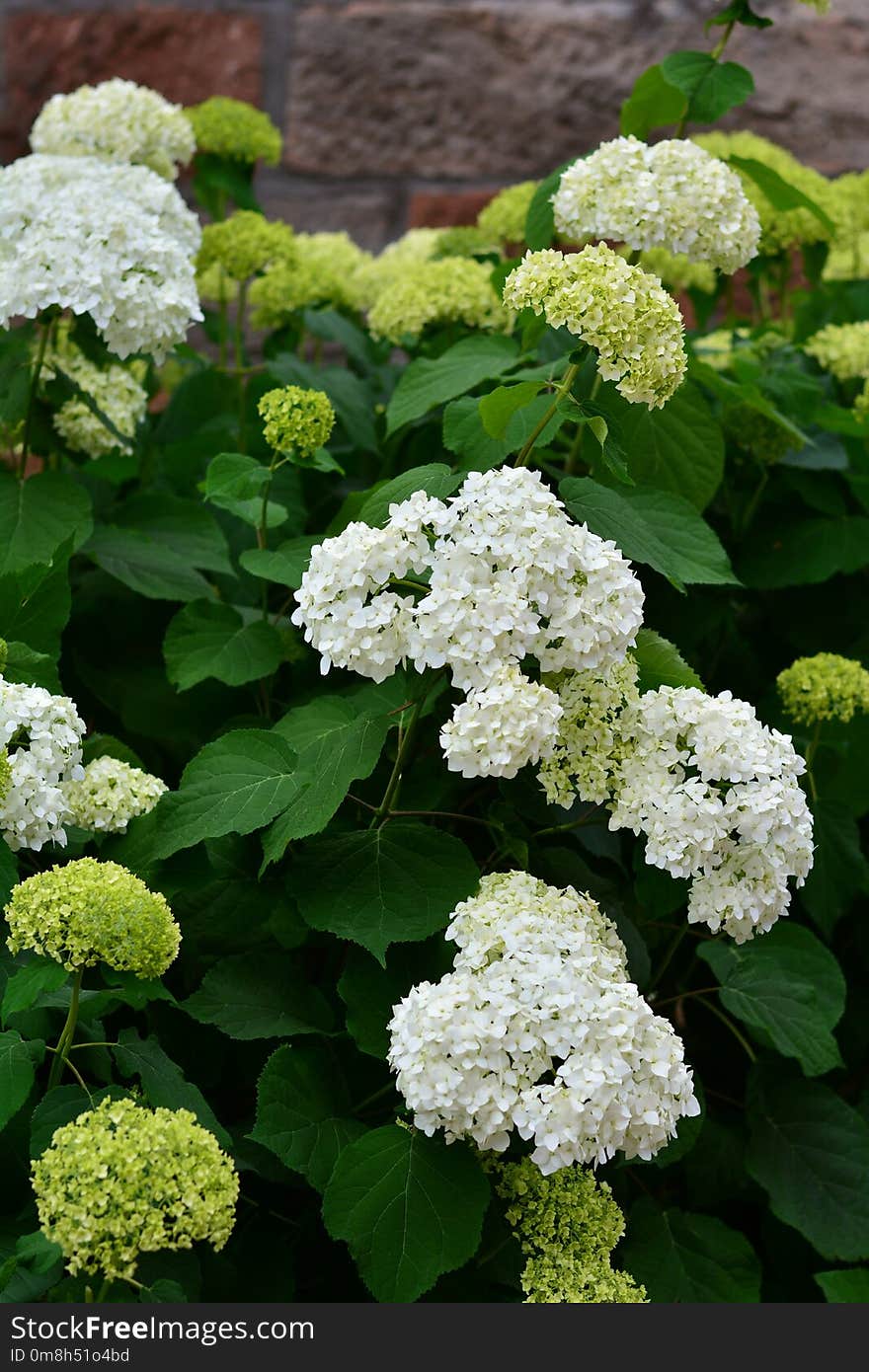 Plant, Flower, Hydrangea, Nannyberry