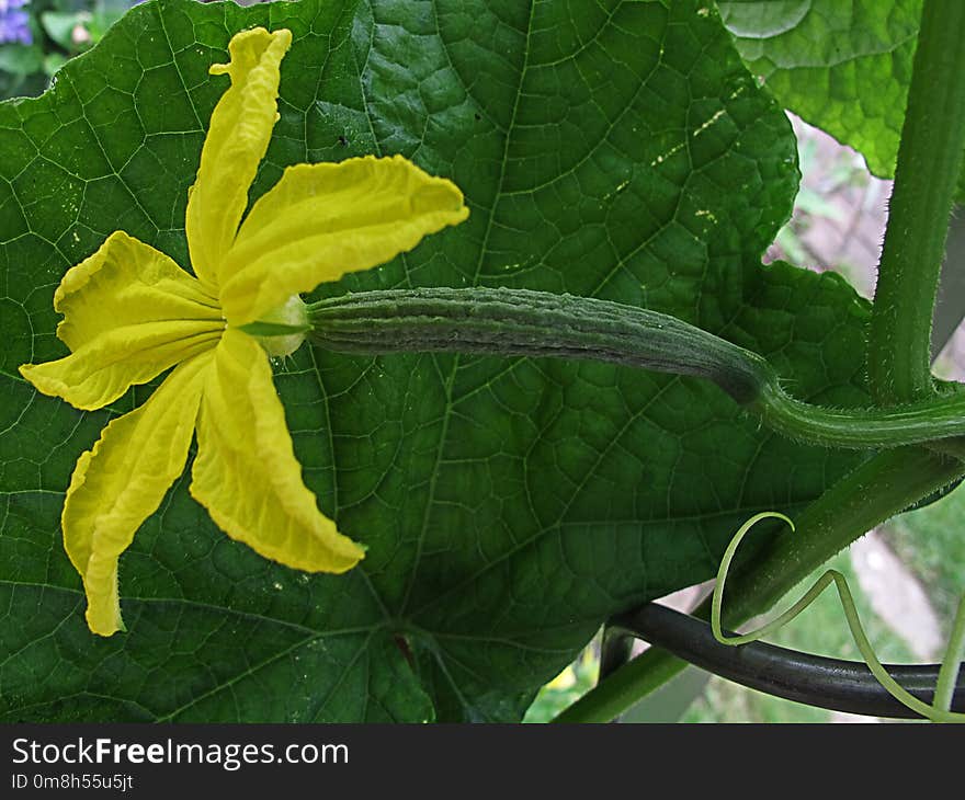 Leaf, Plant, Momordica Charantia, Luffa