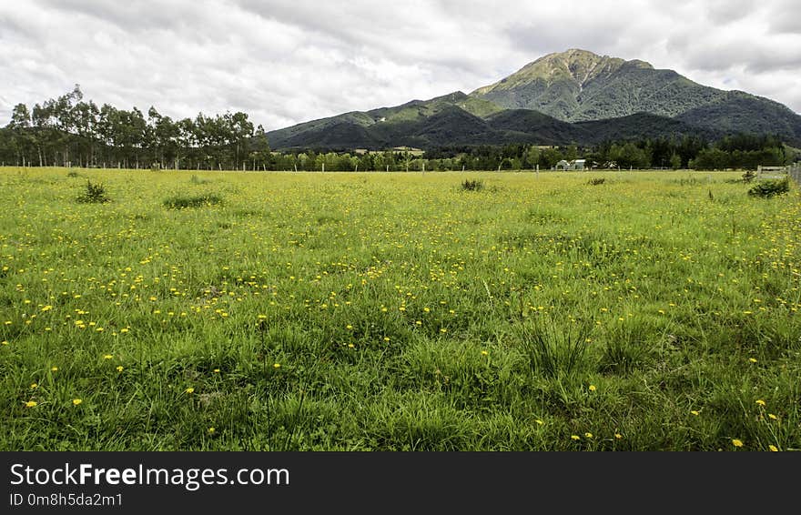 Grassland, Vegetation, Pasture, Ecosystem