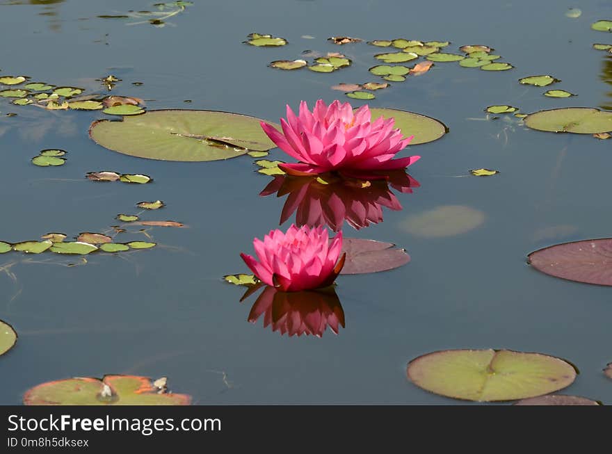 Flower, Flora, Yellow, Water