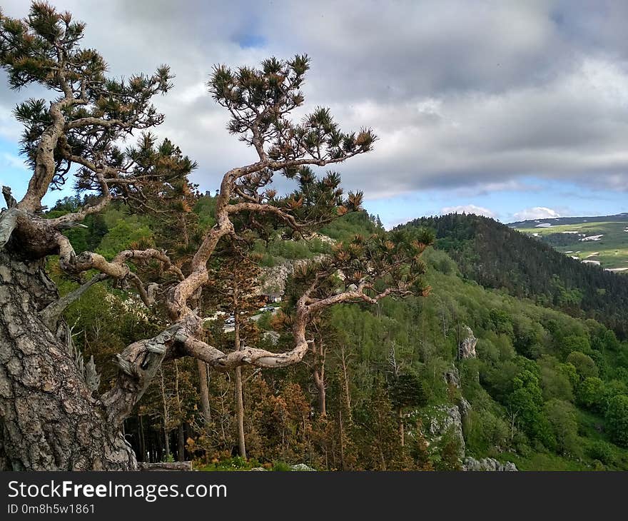 Tree, Woody Plant, Vegetation, Plant