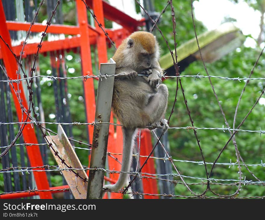 Fauna, Mammal, Macaque, Tree