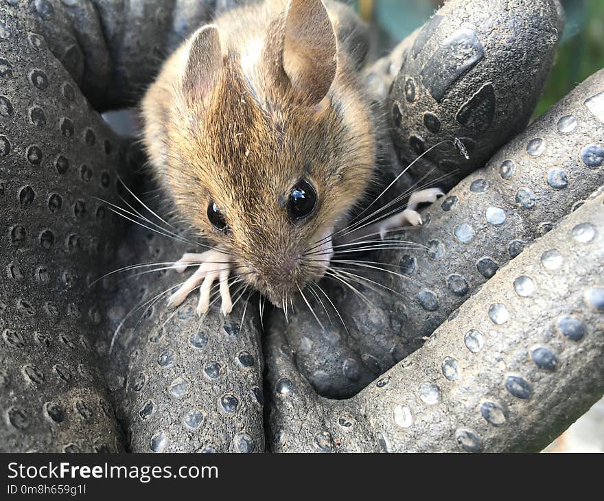 Mouse, Fauna, Mammal, Whiskers