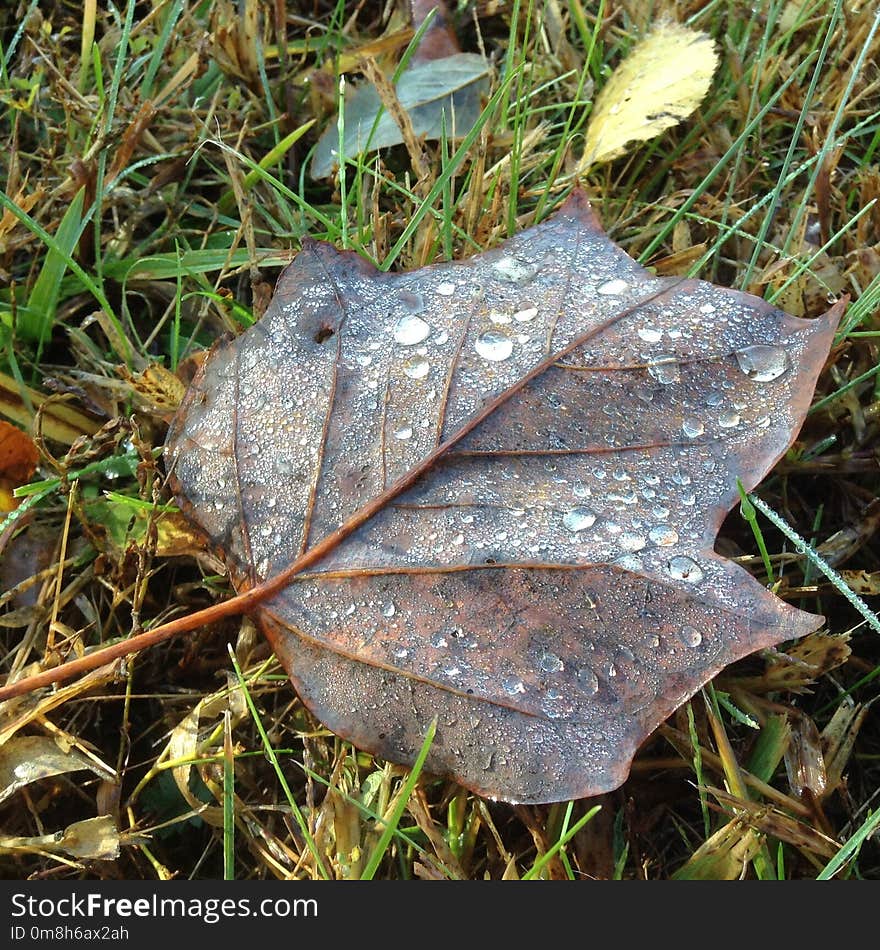 Leaf, Plant, Plant Pathology, Grass