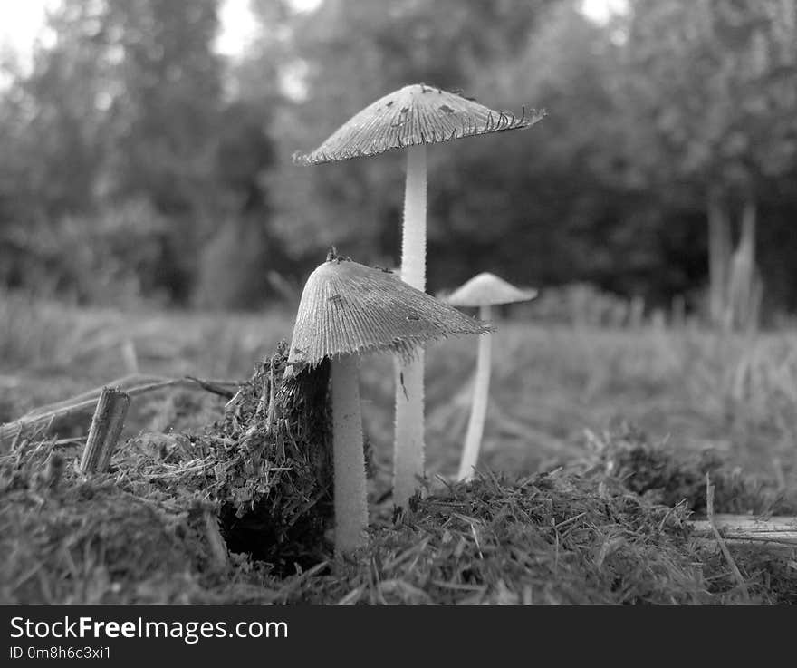 Black And White, Monochrome Photography, Tree, Photography