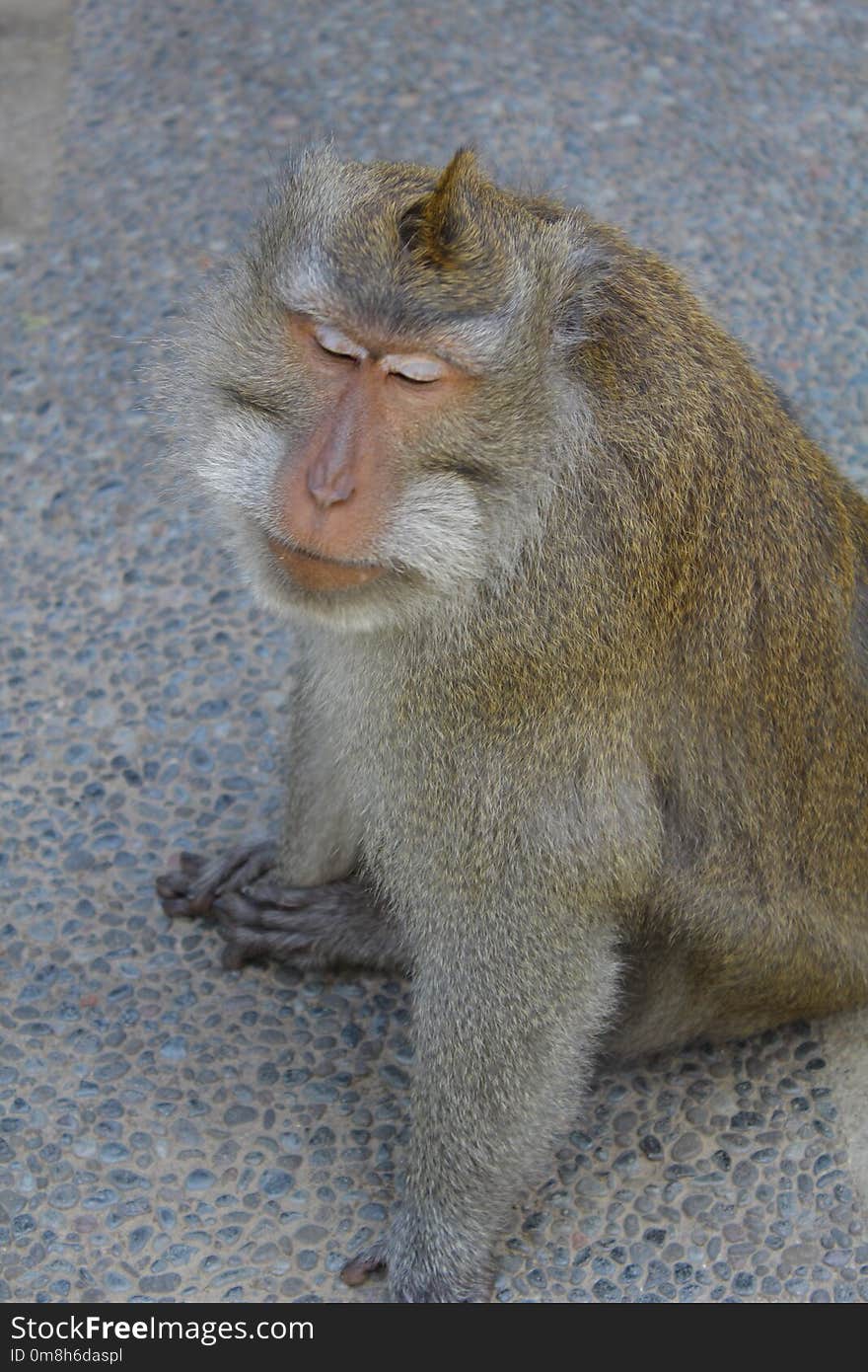 Macaque, Fauna, Mammal, Primate