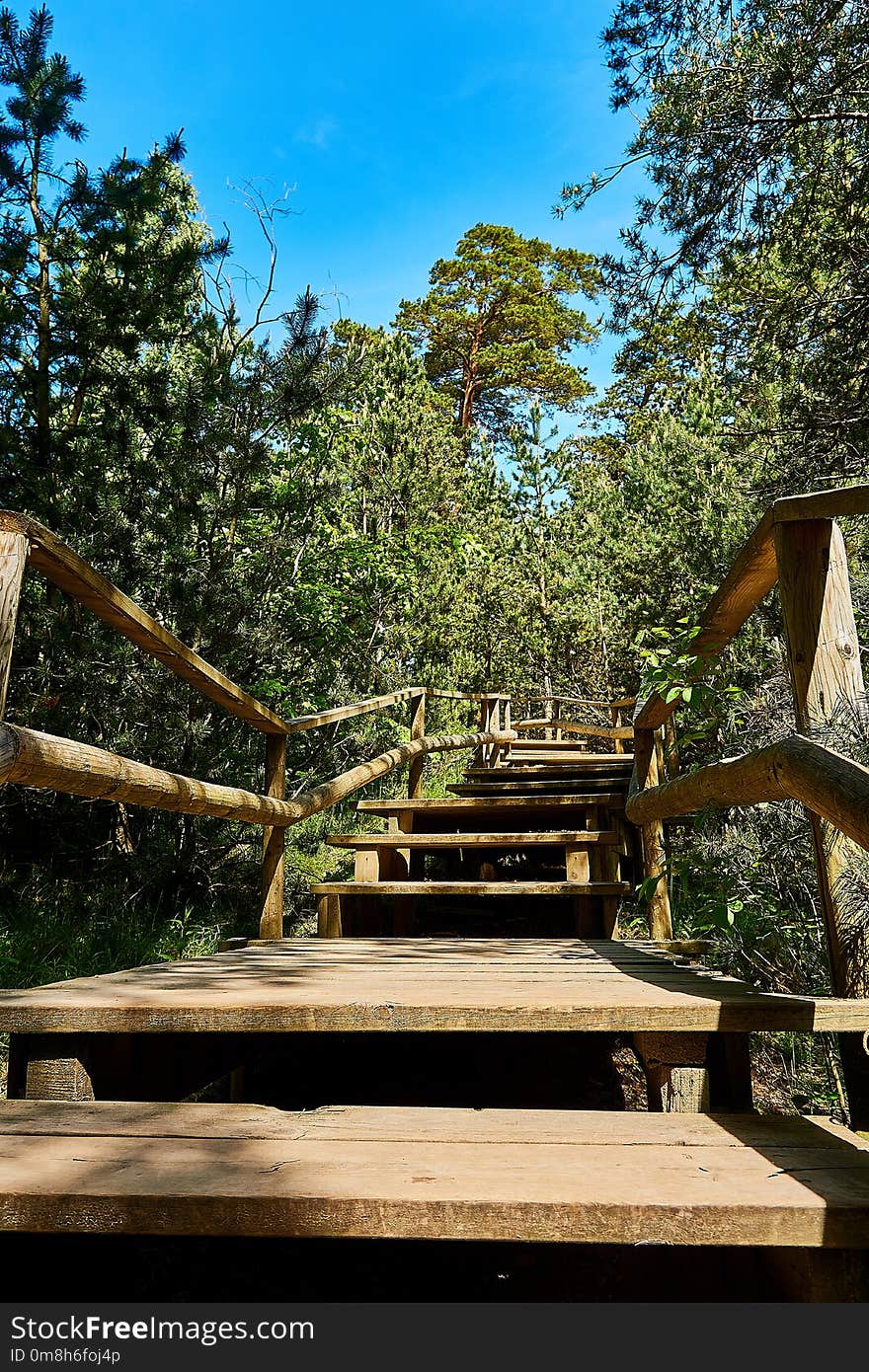 Tree, Plant, Wood, Path