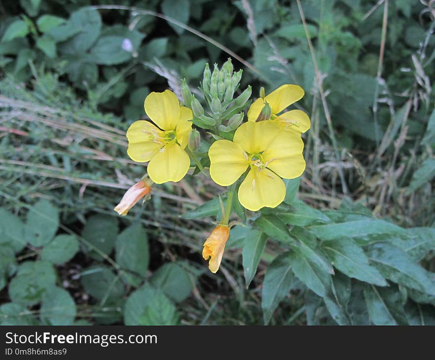 Flower, Plant, Flora, Flowering Plant