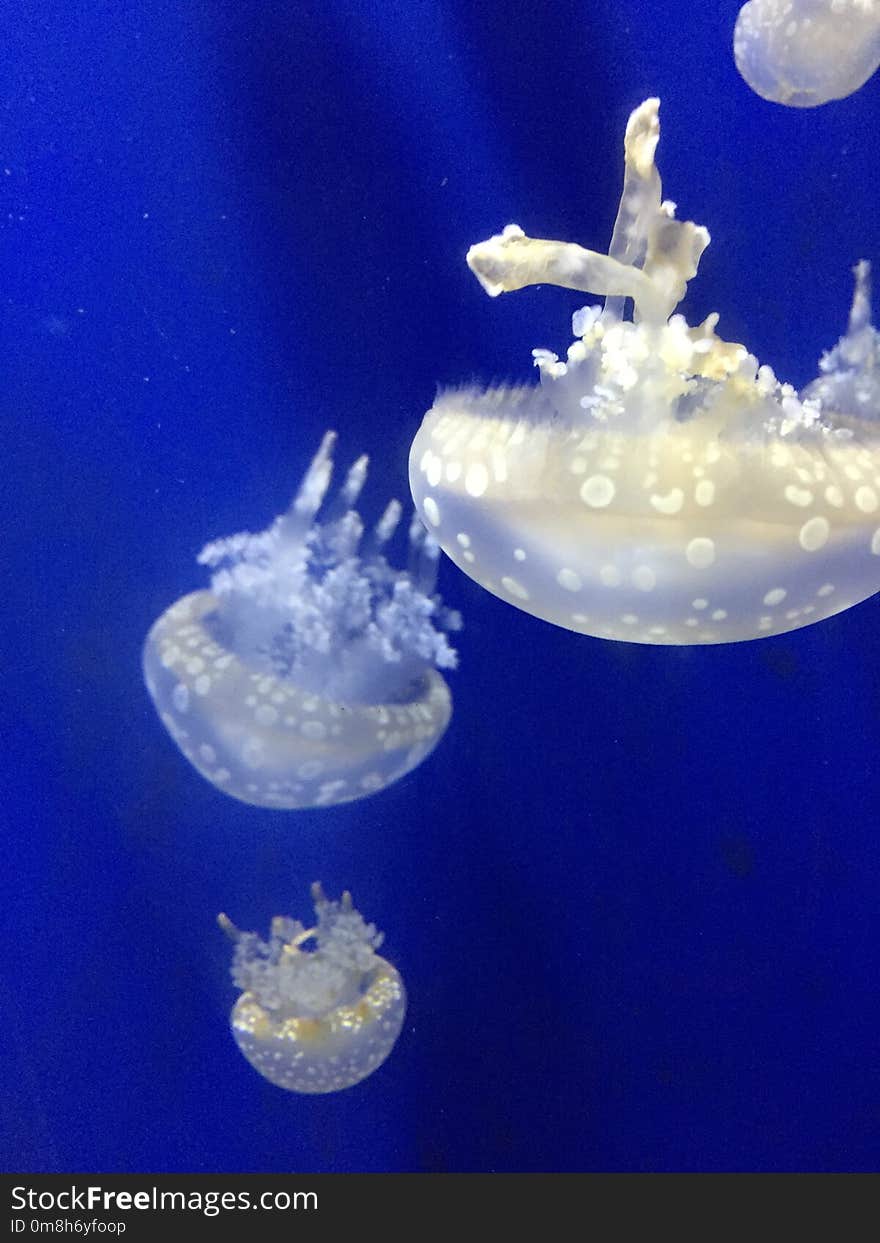 Jellyfish, Cnidaria, Marine Invertebrates, Invertebrate