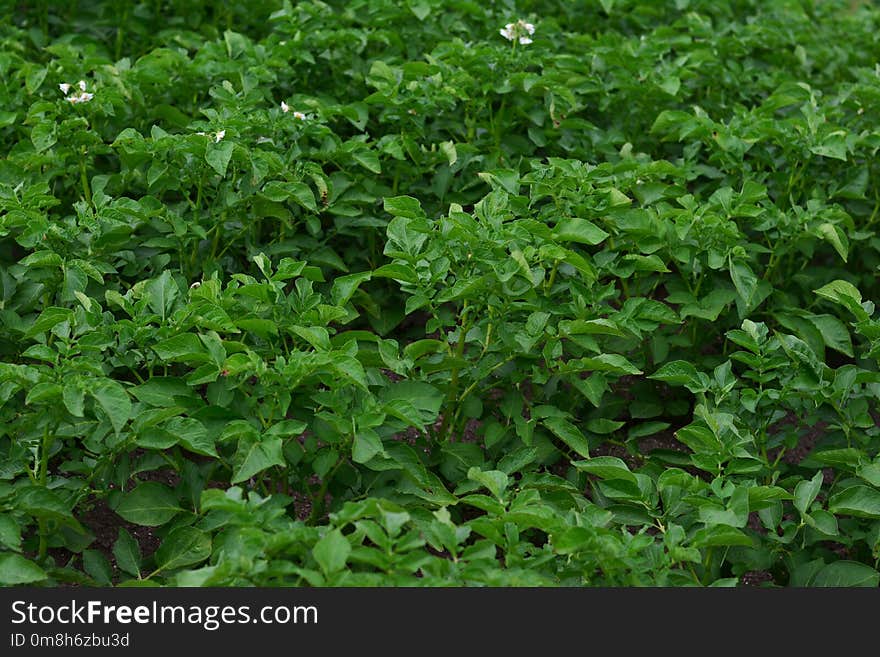 Plant, Leaf, Grass, Herb