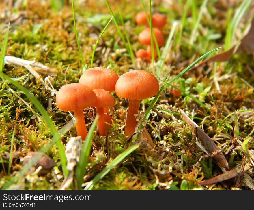 Mushroom, Fungus, Edible Mushroom, Agaricomycetes