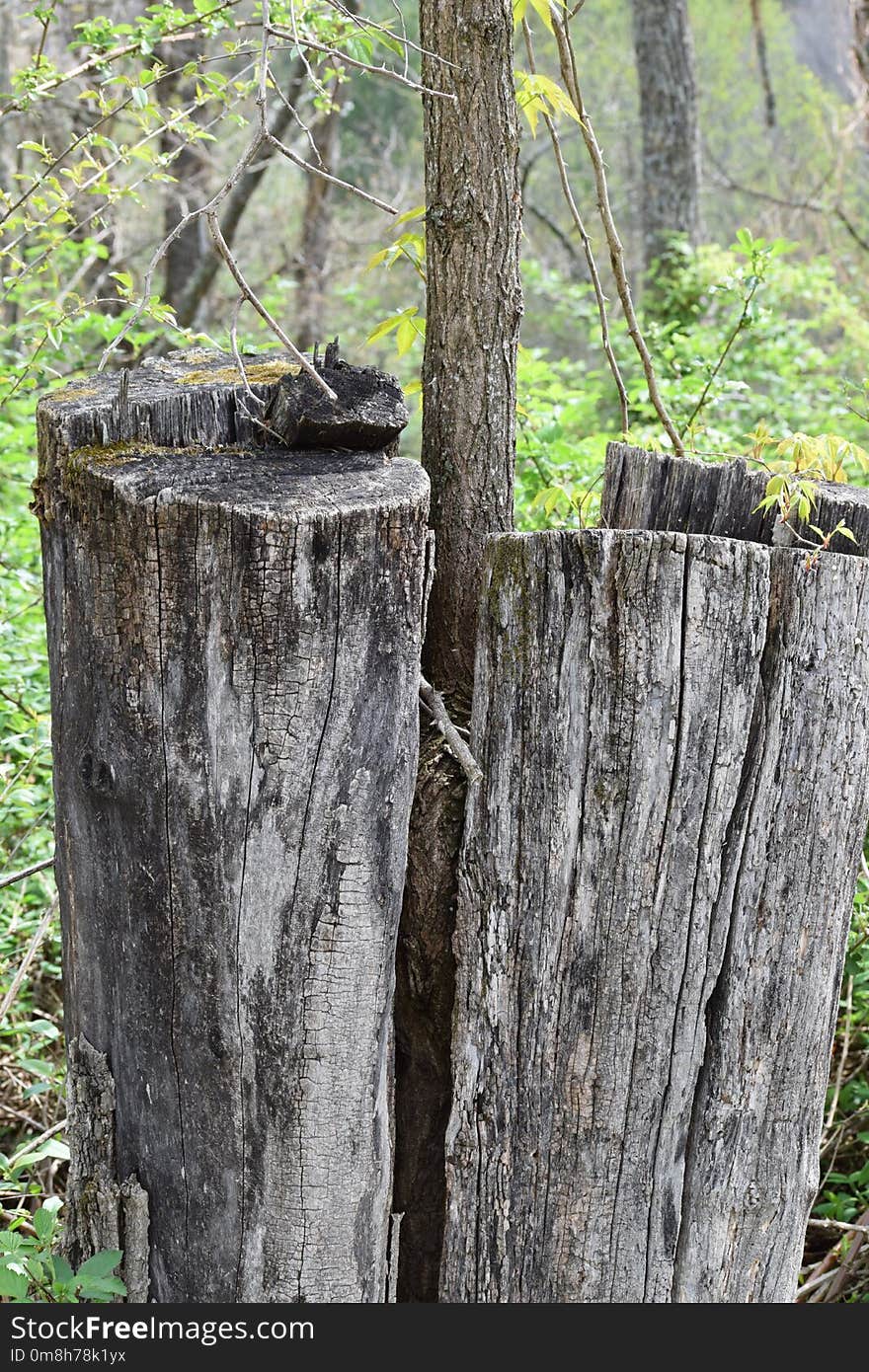 Tree, Trunk, Wood, Plant