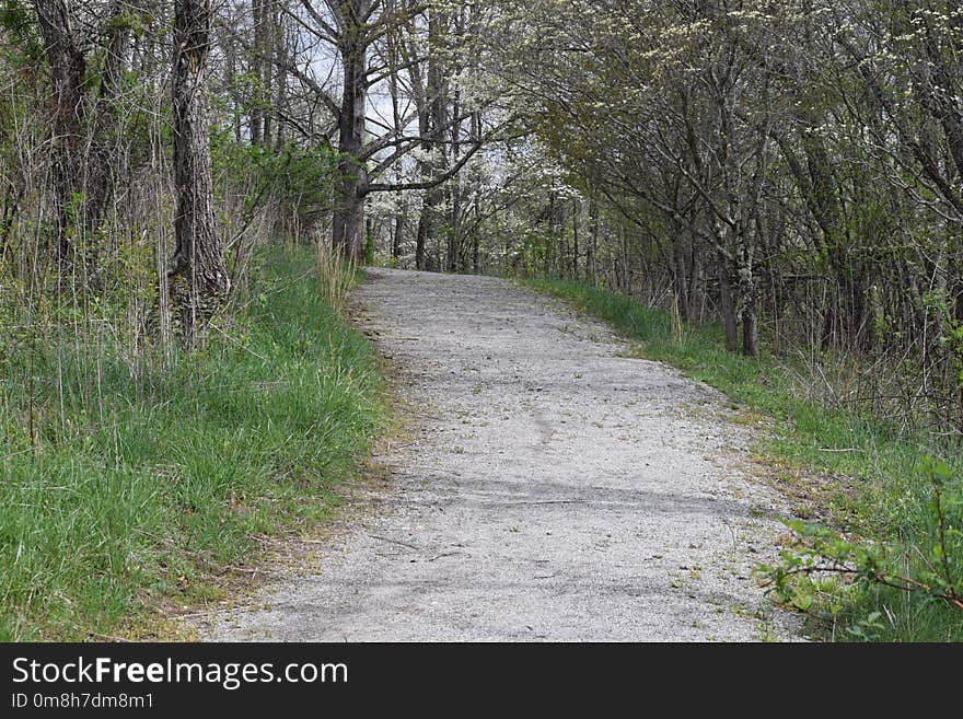 Path, Road, Tree, Woodland