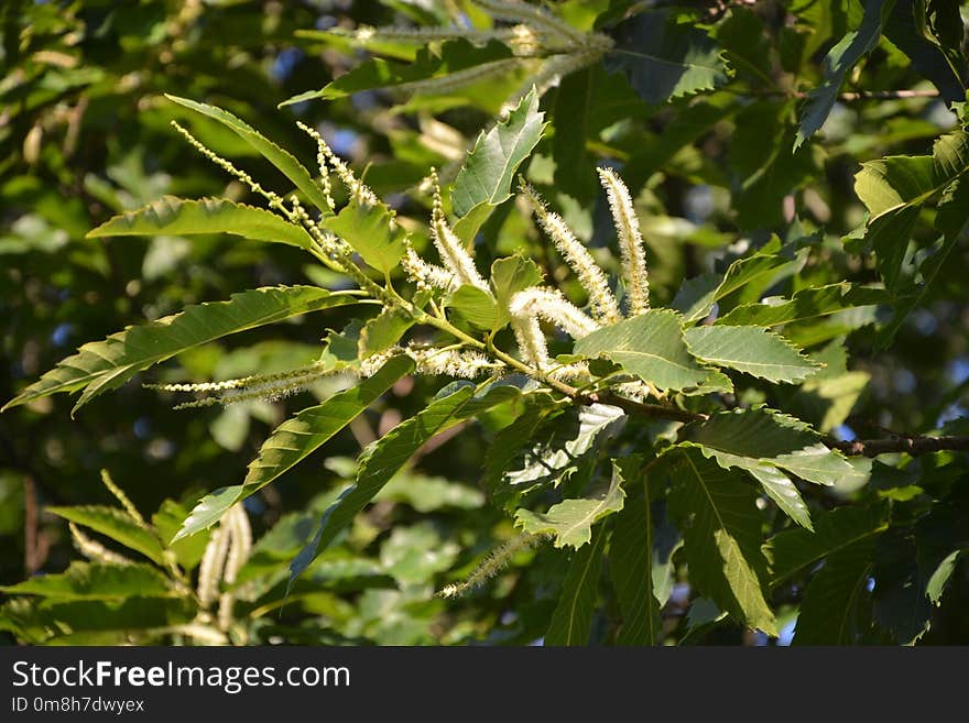 Plant, Leaf, Tree, Branch